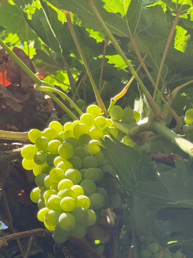 新疆葡萄几时成熟？-第1张图片-花冠旅游服务