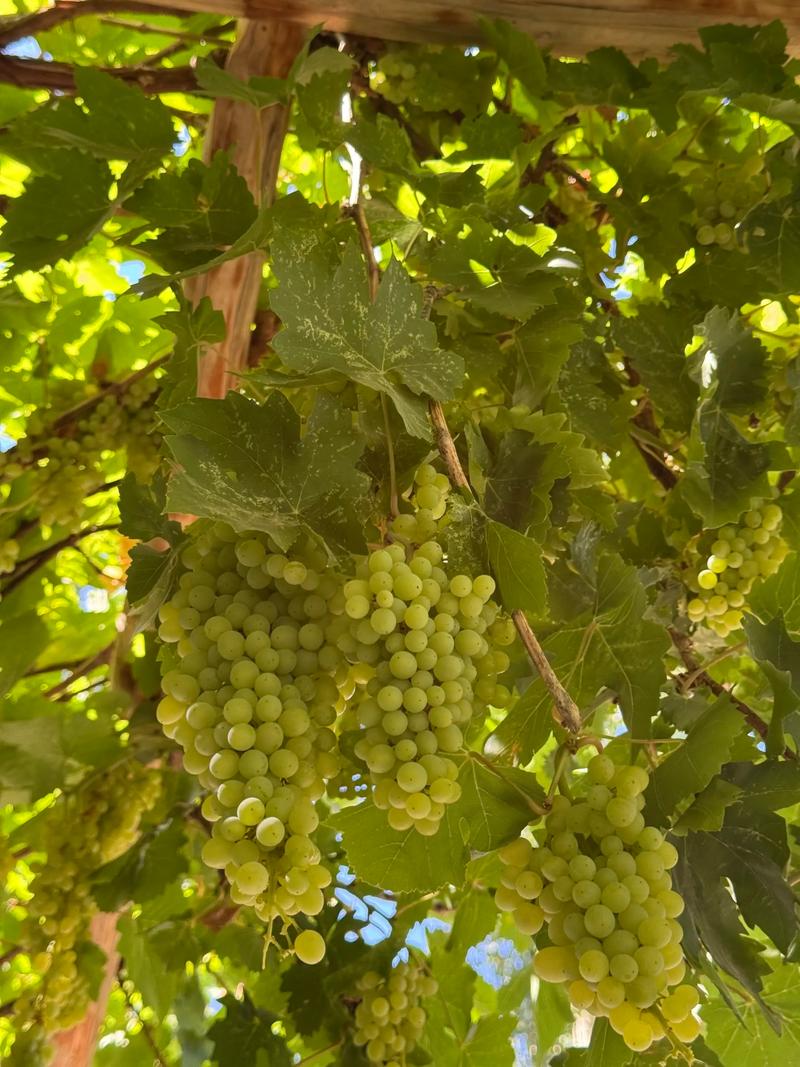新疆葡萄几时成熟？-第2张图片-花冠旅游服务