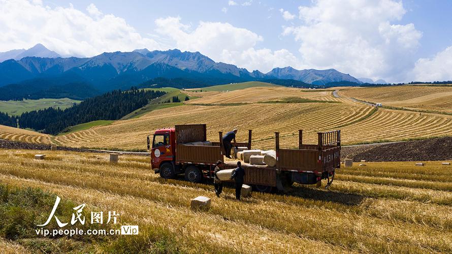 新疆兵团 红旗农场-第3张图片-花冠旅游服务
