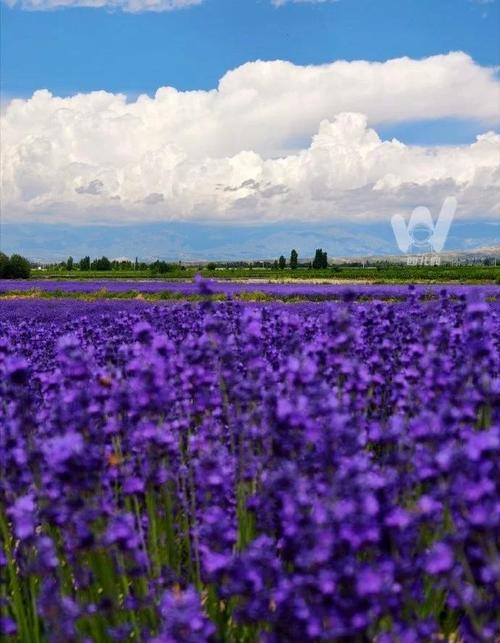 2025新疆薰衣草几月开？花期多久？-第2张图片-花冠旅游服务