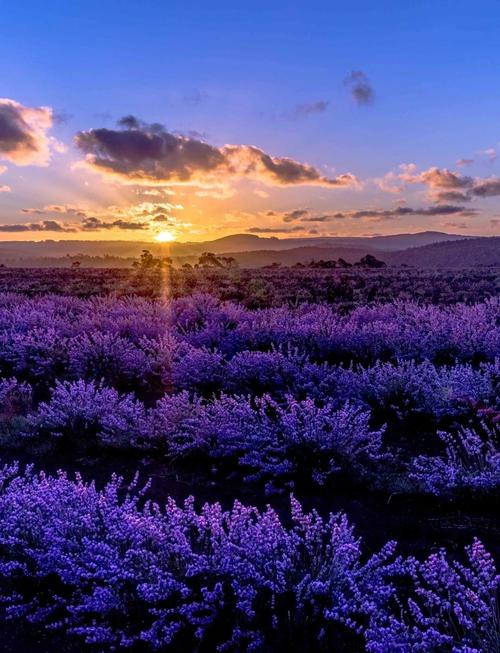 2025新疆薰衣草几月开？花期多久？-第1张图片-花冠旅游服务