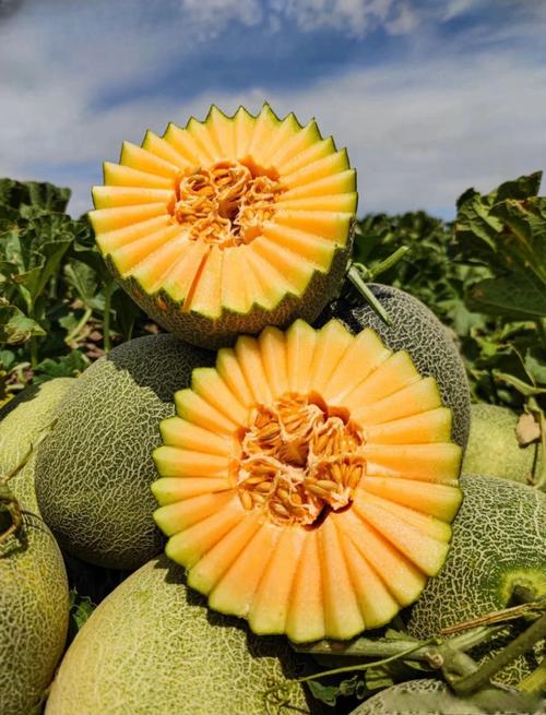 新疆瓜果为何格外甜？-第2张图片-花冠旅游服务