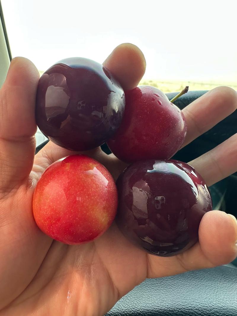 新疆瓜果为何格外甜？-第3张图片-花冠旅游服务