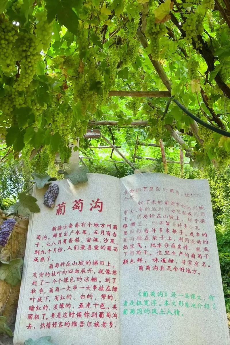 新疆吐鲁番葡萄沟有何独特魅力？-第1张图片-花冠旅游服务