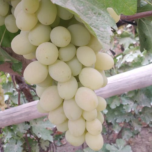 新疆吐鲁番有哪些特色水果？-第3张图片-花冠旅游服务