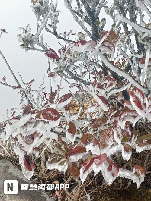 福建省泉州市德化县天气-第2张图片-花冠旅游服务