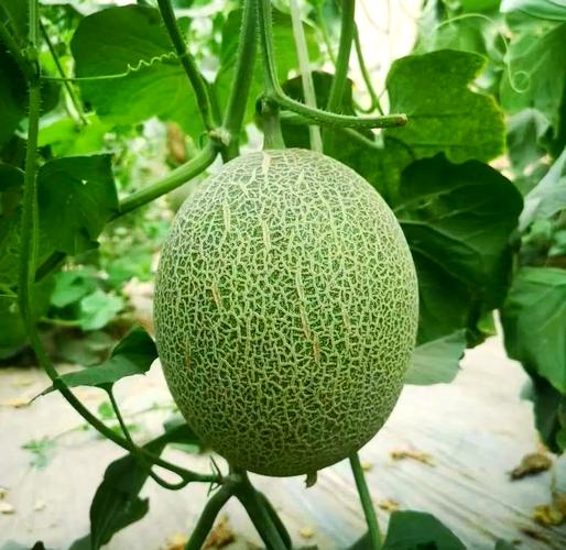 新疆哪些地方盛产哈密瓜？-第1张图片-花冠旅游服务