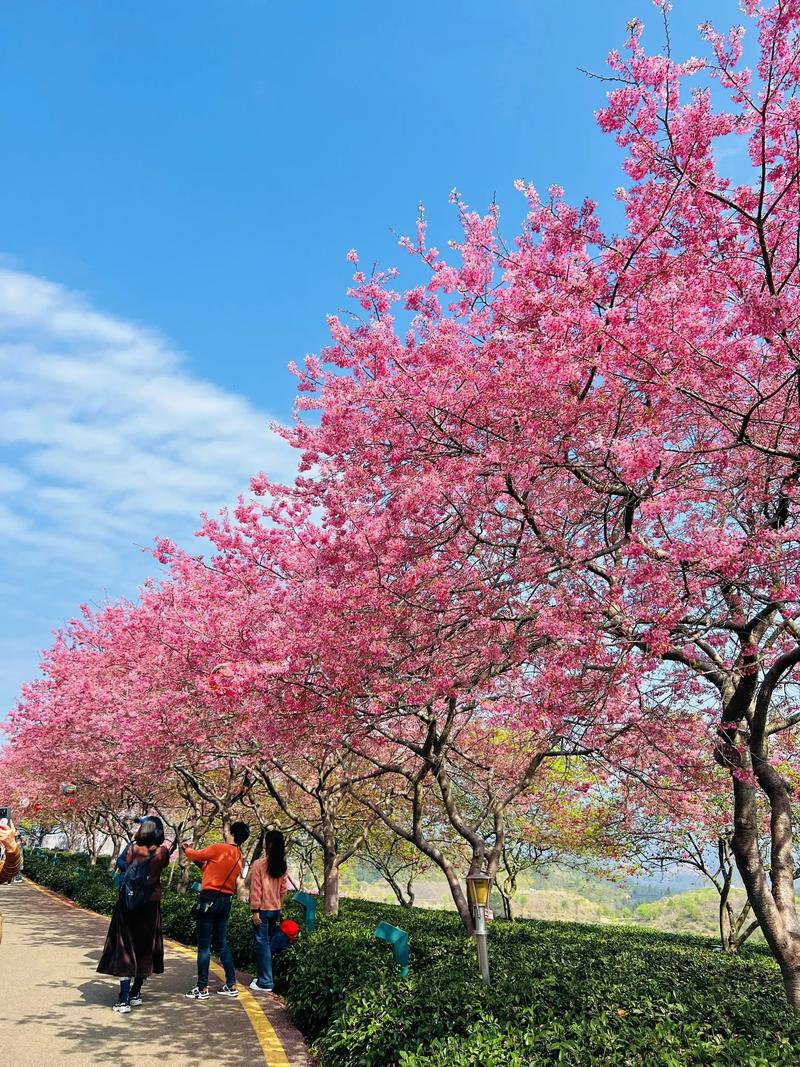 福建 longyan-第2张图片-花冠旅游服务