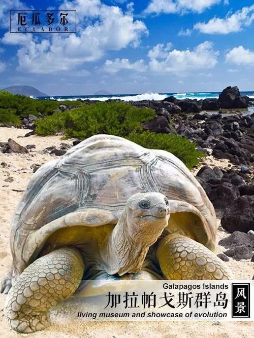 新疆哈萨克斯坦签证处-第2张图片-花冠旅游服务 新疆哈萨克斯坦签证处-第2张图片-花冠旅游服务