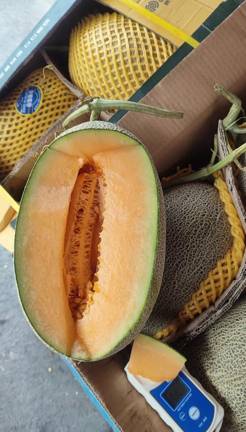 新疆哪里的哈密瓜最好吃?-第1张图片-花冠旅游服务 新疆哪里的哈密瓜最好吃?-第1张图片-花冠旅游服务