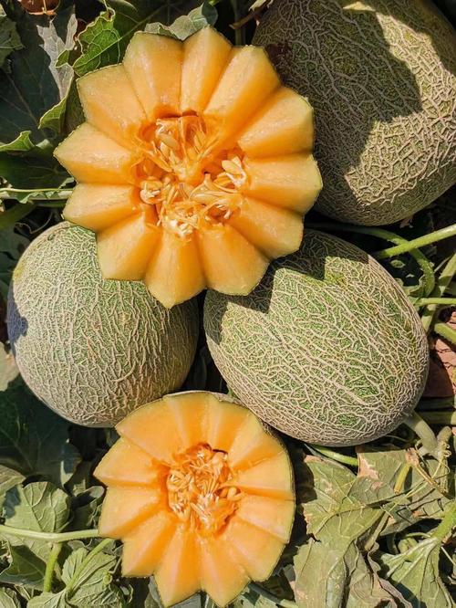 新疆哪里的哈密瓜最好吃？-第3张图片-花冠旅游服务