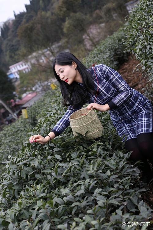 福建武夷山茶庄苏小莉-第1张图片-花冠旅游服务