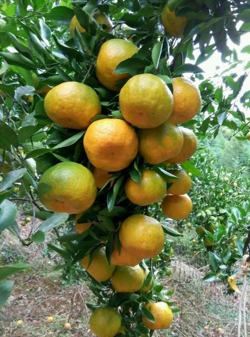 福建南平手机号码哪里能查到？-第3张图片-花冠旅游服务