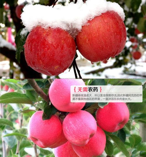 新疆鲜果空运苏州，如何保鲜又快速？-第2张图片-花冠旅游服务