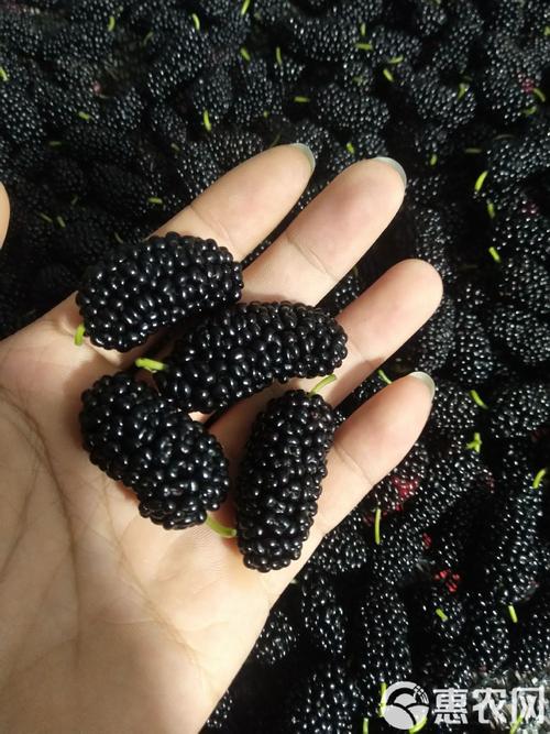 新疆鲜果空运苏州，如何保鲜又快速？-第3张图片-花冠旅游服务