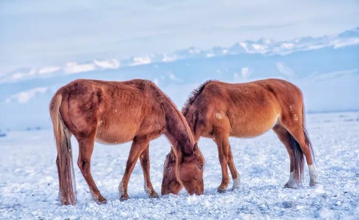 新疆伊犁昭苏马价格多少钱一匹？-第2张图片-花冠旅游服务