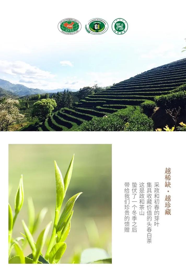 福建政和县有哪些特产？-第3张图片-花冠旅游服务