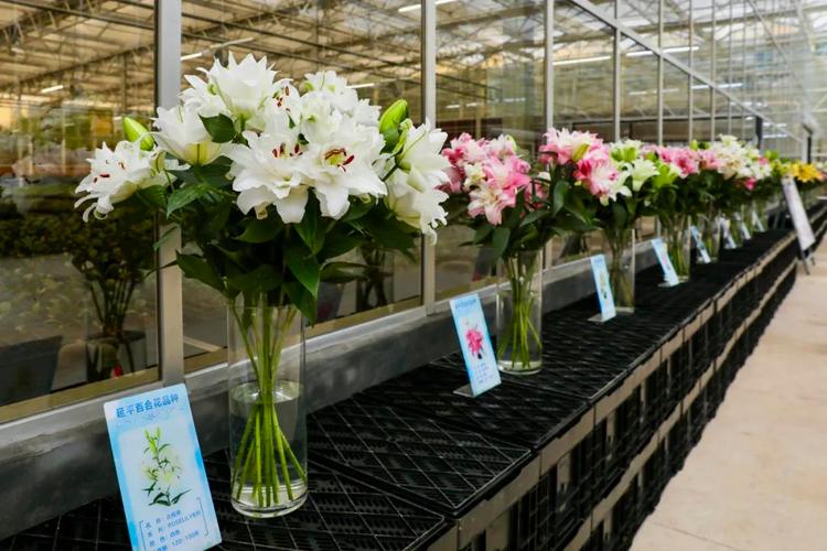 福建延平百合批发电话是多少？-第2张图片-花冠旅游服务