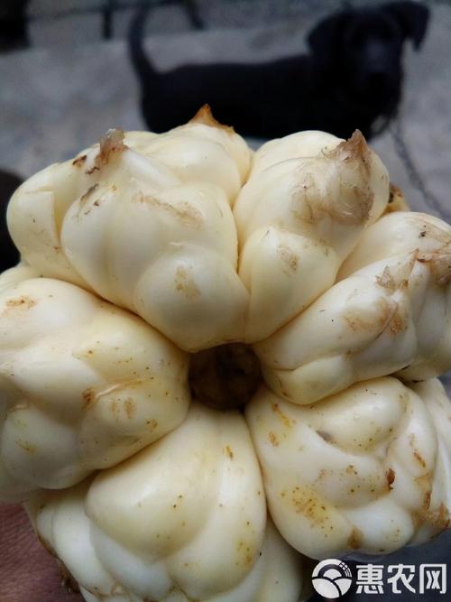 福建延平百合批发电话是多少？-第3张图片-花冠旅游服务