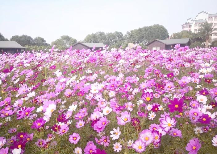 江西南昌凤凰山庄图片什么样？-第3张图片-花冠旅游服务