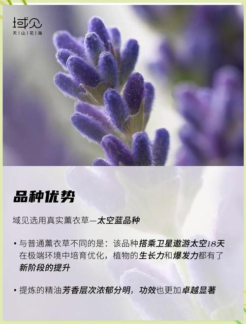 新疆薰衣草精油品质如何?-第2张图片-花冠旅游服务 新疆薰衣草精油品质如何?-第2张图片-花冠旅游服务