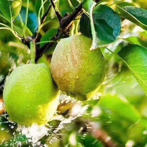 新疆库尔勒有哪些特色特产?-第1张图片-花冠旅游服务 新疆库尔勒有哪些特色特产?-第1张图片-花冠旅游服务