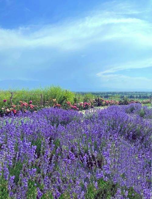 新疆霍城薰衣草花期何时最美？-第1张图片-花冠旅游服务