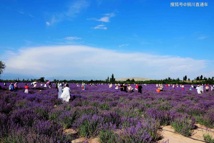 新疆霍城薰衣草花期何时最美？-第2张图片-花冠旅游服务