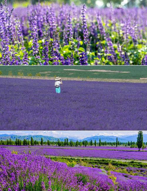 新疆霍城薰衣草花期何时最美？-第3张图片-花冠旅游服务