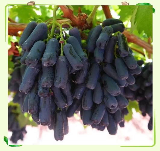 新疆葡萄有何独特魅力?-第2张图片-花冠旅游服务 新疆葡萄有何独特魅力?-第2张图片-花冠旅游服务