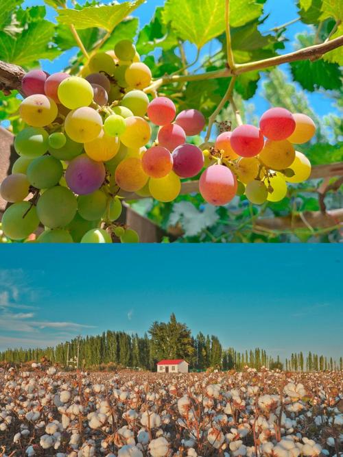 新疆葡萄有何独特魅力?-第1张图片-花冠旅游服务 新疆葡萄有何独特魅力?-第1张图片-花冠旅游服务