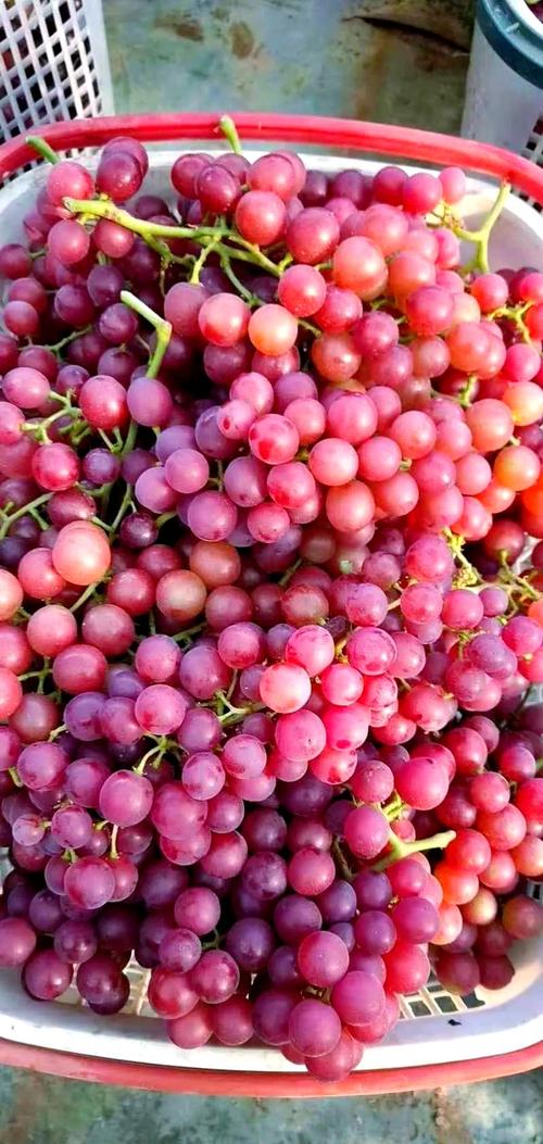 新疆葡萄有何独特魅力?-第3张图片-花冠旅游服务 新疆葡萄有何独特魅力?-第3张图片-花冠旅游服务