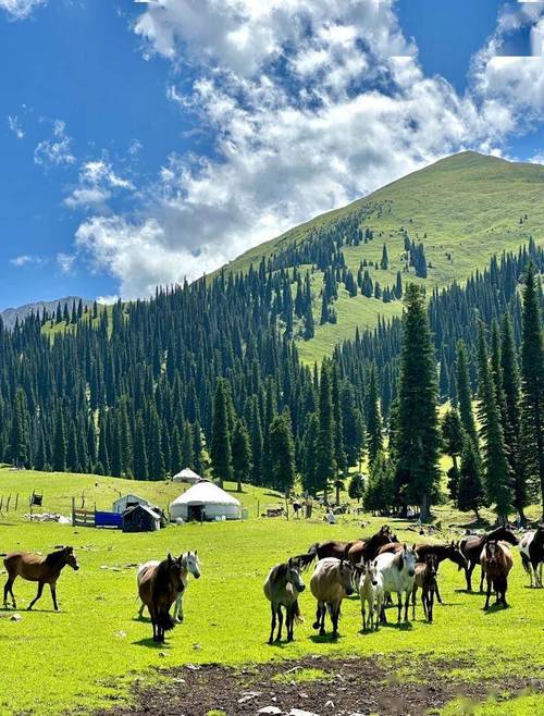 新疆伊犁有哪些必打卡的景点?-第1张图片-花冠旅游服务 新疆伊犁有哪些必打卡的景点?-第1张图片-花冠旅游服务