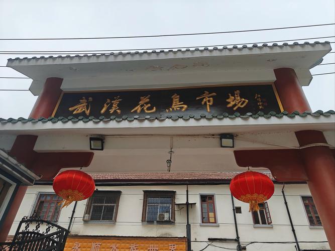 江西南昌京东花鸟市场-第1张图片-花冠旅游服务 江西南昌京东花鸟市场-第1张图片-花冠旅游服务