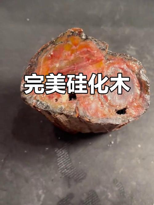 新疆硅化木图片及价格多少?-第2张图片-花冠旅游服务 新疆硅化木图片及价格多少?-第2张图片-花冠旅游服务