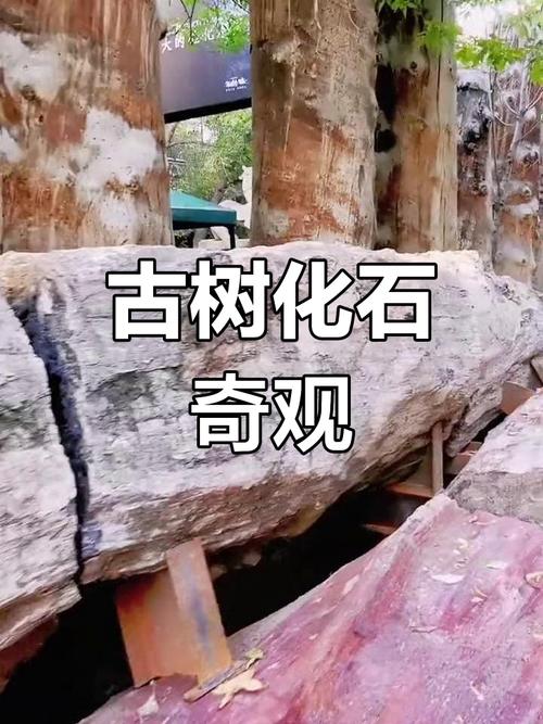 新疆硅化木图片及价格多少?-第3张图片-花冠旅游服务 新疆硅化木图片及价格多少?-第3张图片-花冠旅游服务