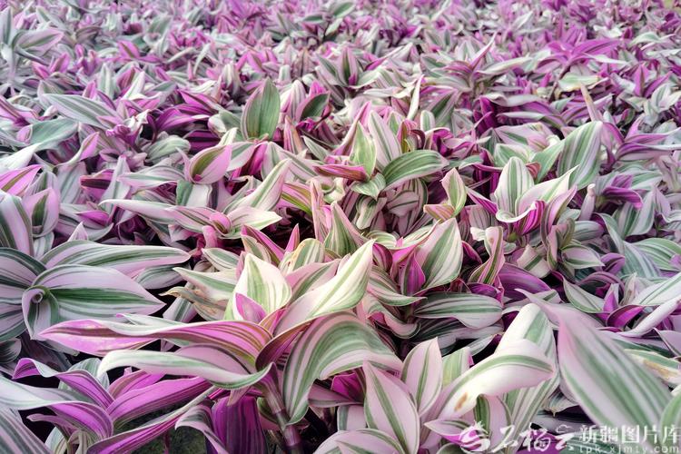 乌鲁木齐鲜花批发哪里好?-第3张图片-花冠旅游服务 乌鲁木齐鲜花批发哪里好?-第3张图片-花冠旅游服务