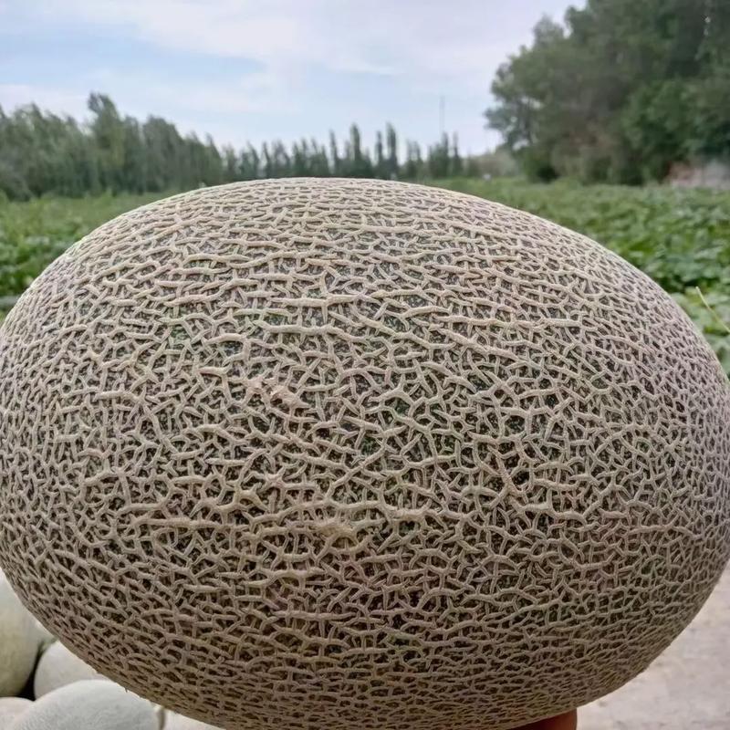 新疆哈密淖毛湖哈密瓜有何独特之处？-第1张图片-花冠旅游服务