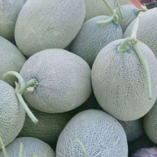 新疆哈密淖毛湖哈密瓜有何独特之处？-第3张图片-花冠旅游服务