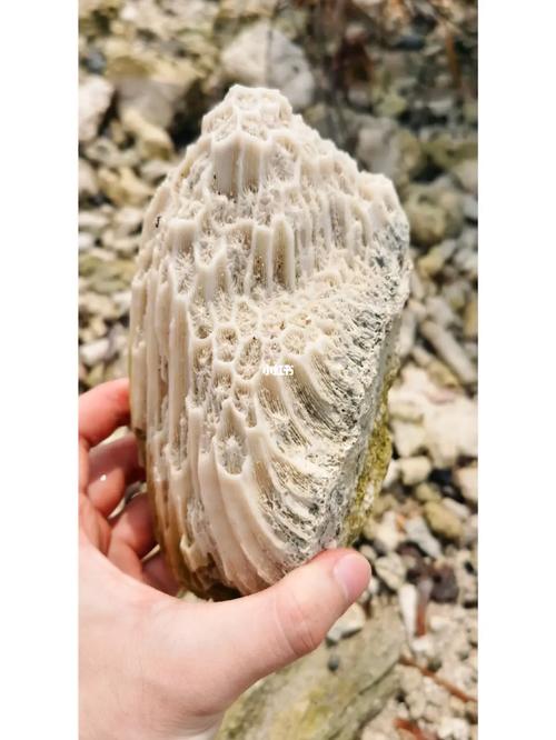 新疆艾丁湖为何会有珊瑚化石？-第1张图片-花冠旅游服务