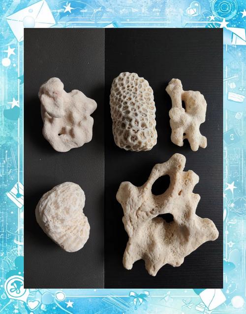 新疆艾丁湖为何会有珊瑚化石？-第2张图片-花冠旅游服务