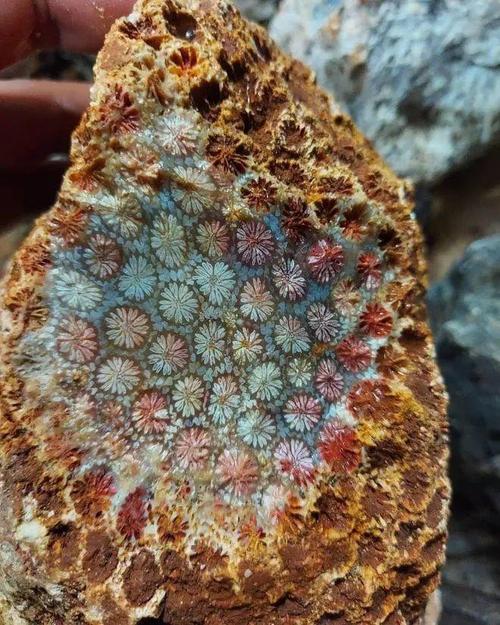 新疆艾丁湖为何会有珊瑚化石？-第3张图片-花冠旅游服务