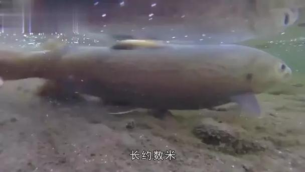 新疆哪个湖藏着神秘水怪？-第2张图片-花冠旅游服务