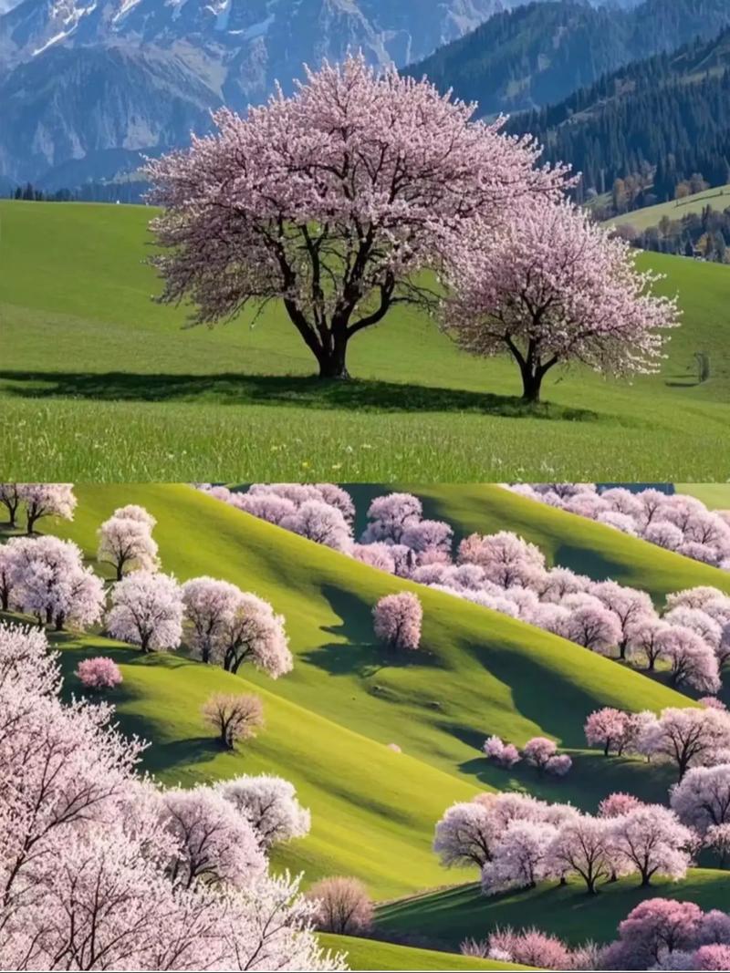 2025新疆假期安排何时公布？-第3张图片-花冠旅游服务