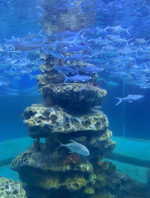 福建哪里有海底世界？-第2张图片-花冠旅游服务