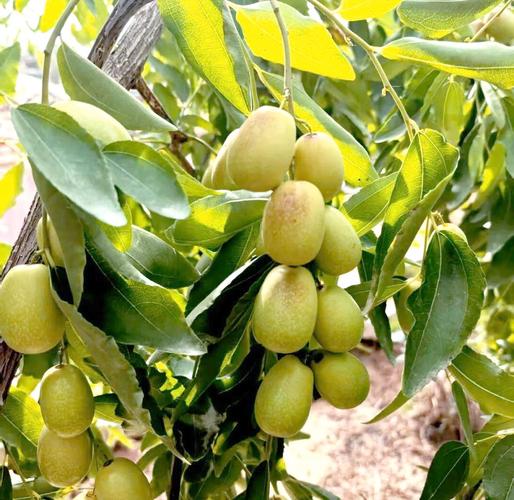 新疆特产水果有哪些？-第2张图片-花冠旅游服务