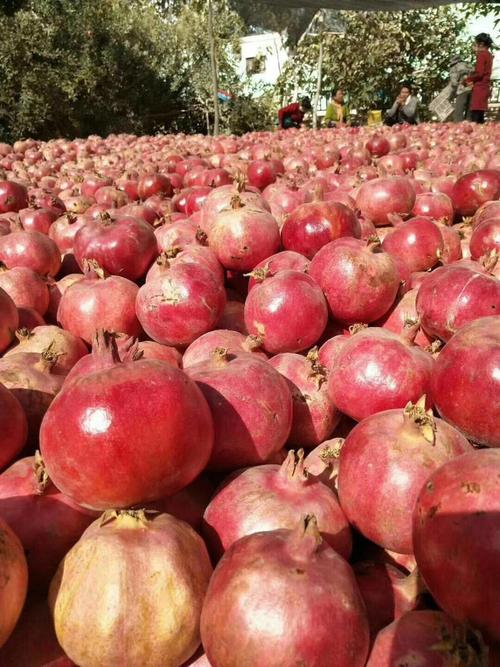 新疆特产水果有哪些？-第3张图片-花冠旅游服务