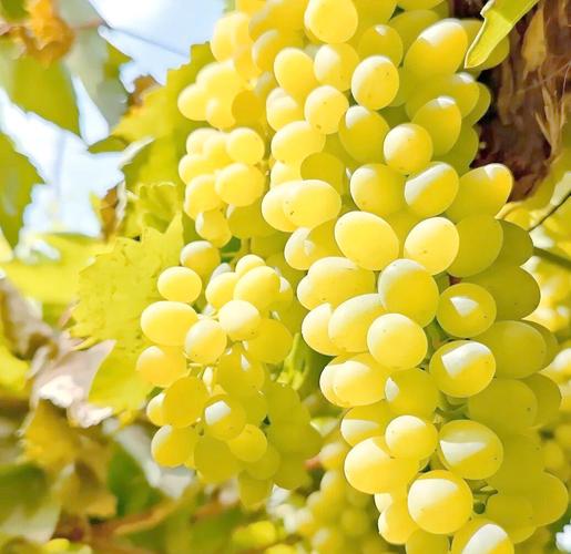 新疆盛产水果的什么最出名？-第1张图片-花冠旅游服务