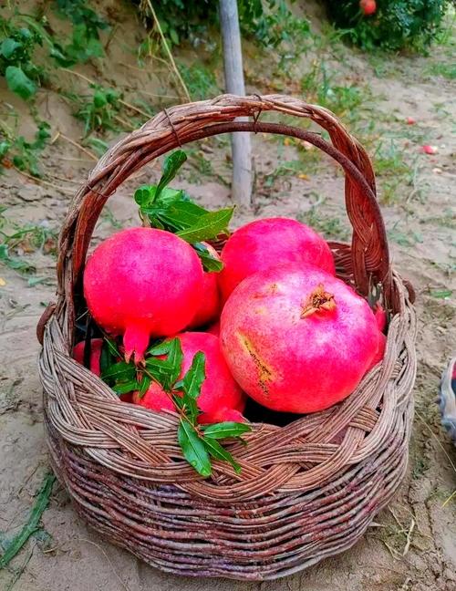 新疆盛产水果的什么最出名？-第3张图片-花冠旅游服务