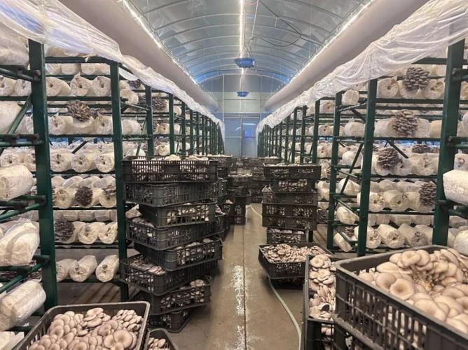 福建罗源秀珍菇菌种厂有何优势？-第2张图片-花冠旅游服务